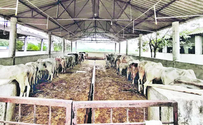 Police bust Illegal Cows Transport in Station Ghanpur - Sakshi