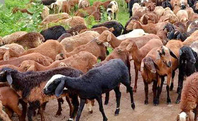 Key Accused Absconding In Sheep Distribution Scam - Sakshi