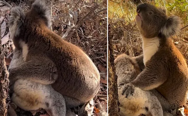 Koala mourning death of companion Heartbreaking video viral - Sakshi