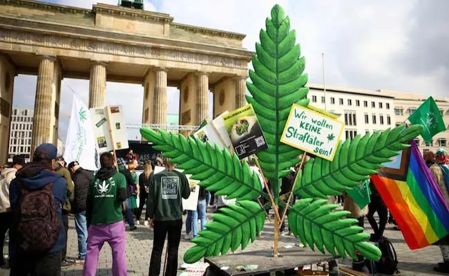 Germany Okayed To Cannabis Cultivation And Consumption Bill - Sakshi