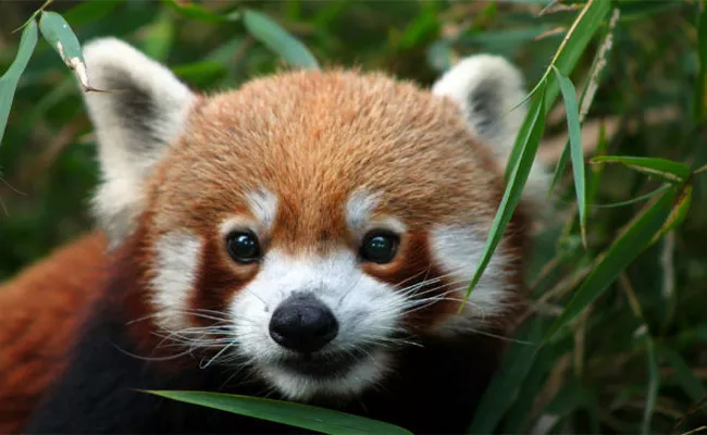 Red Panda Liked Weather of Nainital Population Increased - Sakshi
