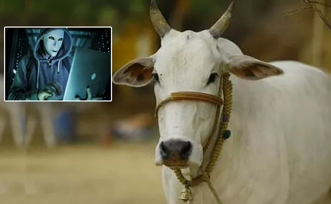 Farmer Tries To Buy Discounted Cows Online Cyber Scam - Sakshi