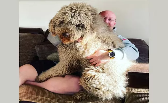 6 Feet Giant Bulldog Behaves Like Puppy - Sakshi