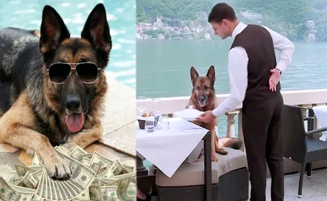 The Worlds Richest Dog Has a Net Worth of 400 Million Dollars - Sakshi