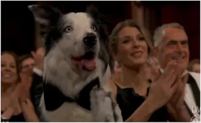 Messi The Dog From Anatomy Of A Fall Attends Oscars 2024 - Sakshi