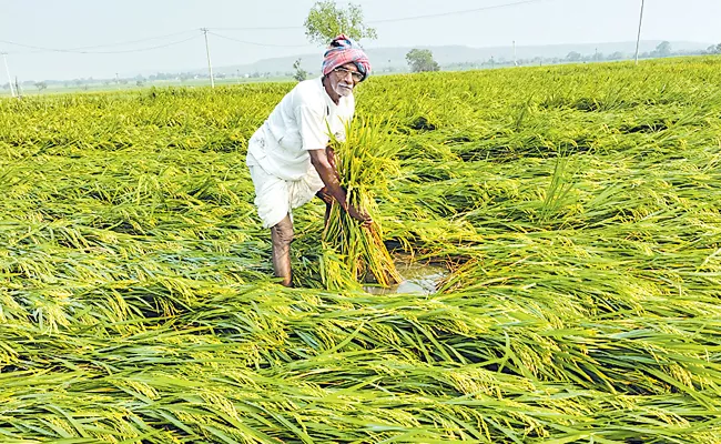 In principle decision of the State Government on crop damage compensation - Sakshi
