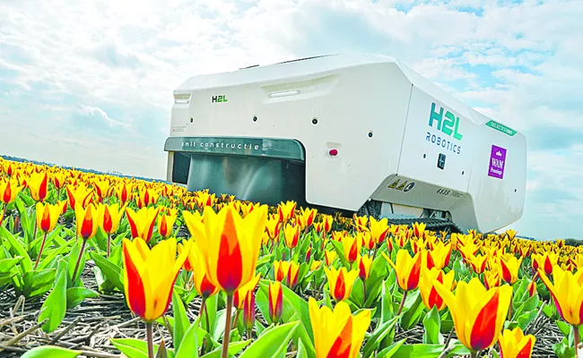 An AI robot is spotting sick tulips to slow the spread of disease through Dutch bulb fields - Sakshi