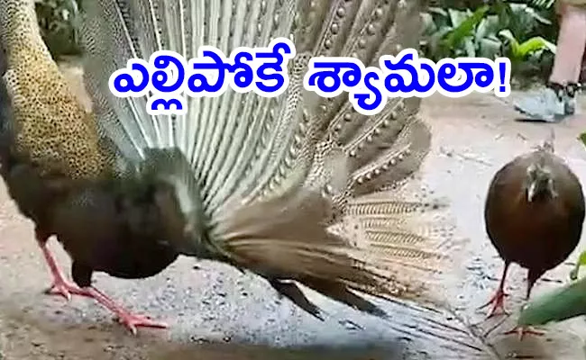 A male Pheasant trying to impressto female what heppend next check - Sakshi
