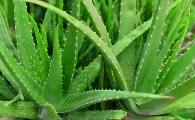 Potential Health Benefits of Aloe Vera check here - Sakshi
