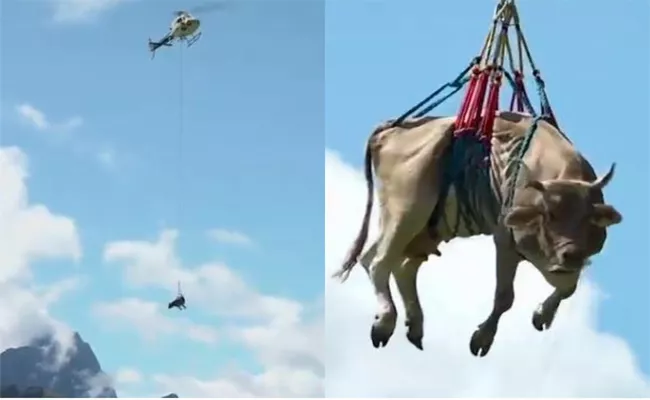Cow Airlifted By Helicopter To Vet Clinic In Switzerland  - Sakshi