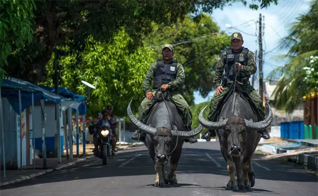 On An Island In Brazil Police Patrol On Buffalo - Sakshi