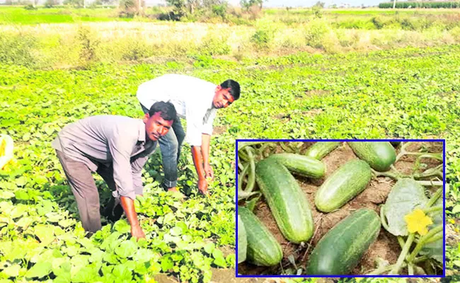 Cucumber Harvest In Summer Is More Profitable - Sakshi