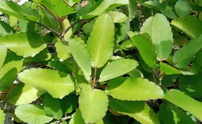 amazing Benefits and usages Ranapala plant - Sakshi