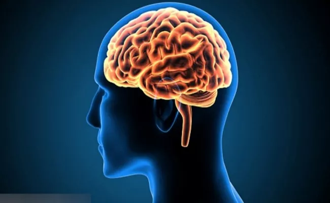 Study Said Human Brains Getting Bigger - Sakshi