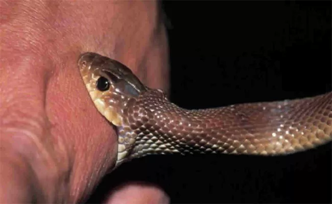 Viral Video: What Happens When You Are Bitten By Venomous Snake - Sakshi