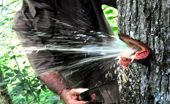 Water Coming From A Tree In AP Alluri District - Sakshi