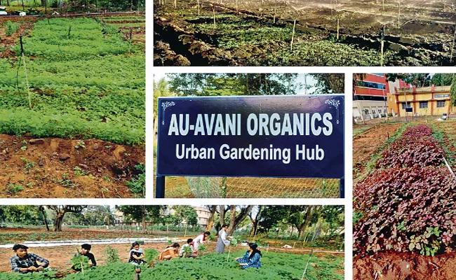 Sagubadi: Organic Crops In Andhra University - Sakshi