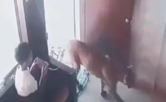 amazing video Mohit Ahire boy locked a leopard inside an office cabin - Sakshi