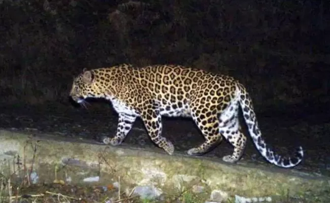 Five People Injured In Delhi Leopard Attack - Sakshi
