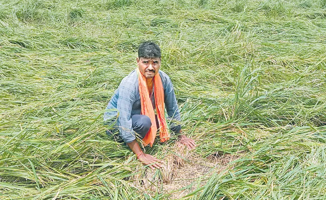 Paddy crop was severely damaged due to hailstorm - Sakshi