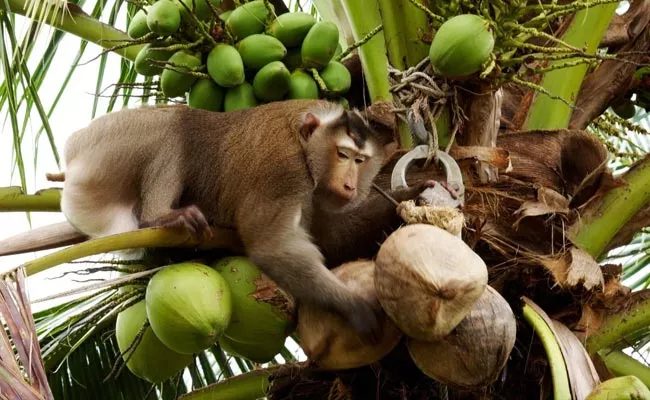 thailand people training to monkeys for Picking Coconuts from trees - Sakshi