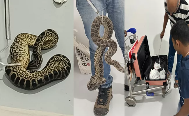 Man smuggling 10 yellow anacondas from Bangkok caught at bangalore airport - Sakshi