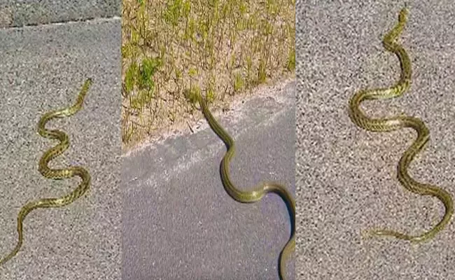Golden Snake Spotted video goes viral on social media - Sakshi