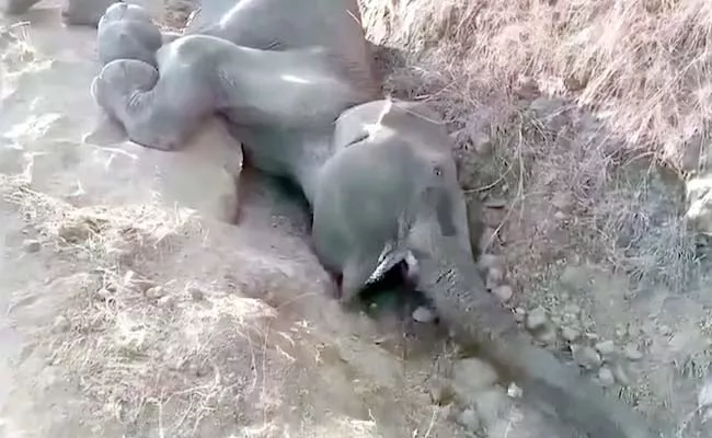 Thirsty Elephant Falls In To Pit In Tamilnadu Satyamangalam - Sakshi