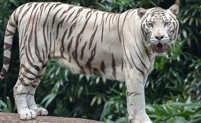 Royal Bengal Tiger dies at Nehru Zoological Park