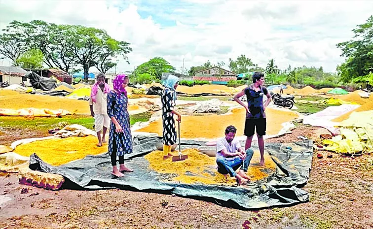 premature rain damage to the breadwinner: Telangana