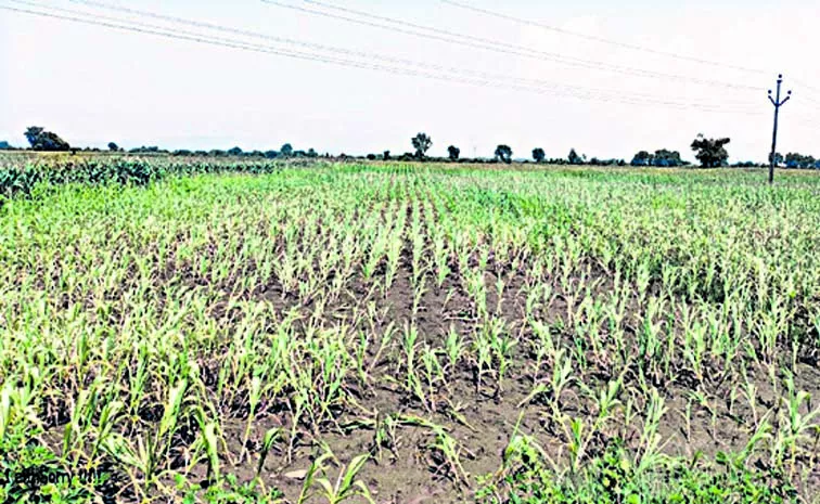 List of drought affected areas in Rabi 2023 as per norms: andhra pradesh