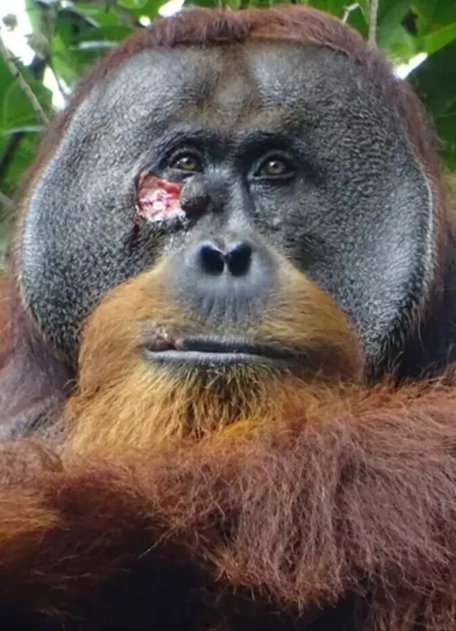 world first Orangutan seen treating wound with medicinal plant