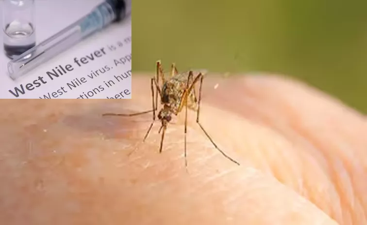 What Is West Nile Fever: Symptoms And Preventive Measures