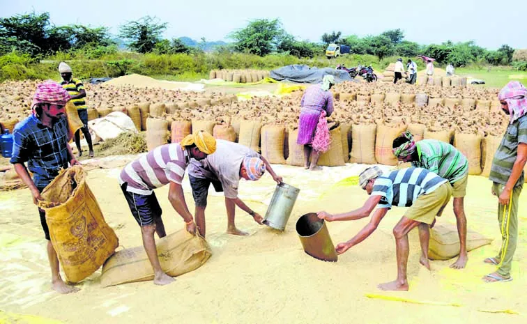 Rabi Grain Collection in Andhra Pradesh