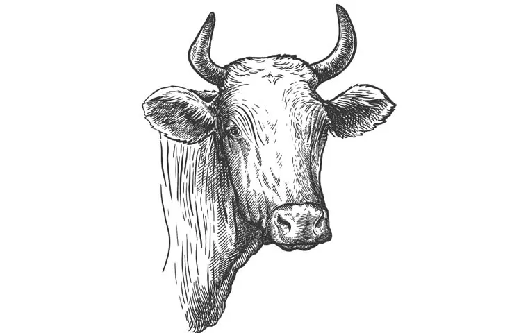 Scientists suggestions for protecting cows buffaloes and chickens from sun heat