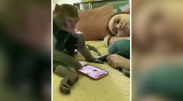 Viral Video Monkey Eating Snacks And Watching Videos In Smart Phone