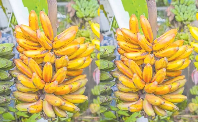 Exports of red banana from Konaseema district to Chennai - Sakshi
