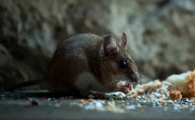 6 Month Old Baby In US Dies From More Than 50 Rat Bites - Sakshi