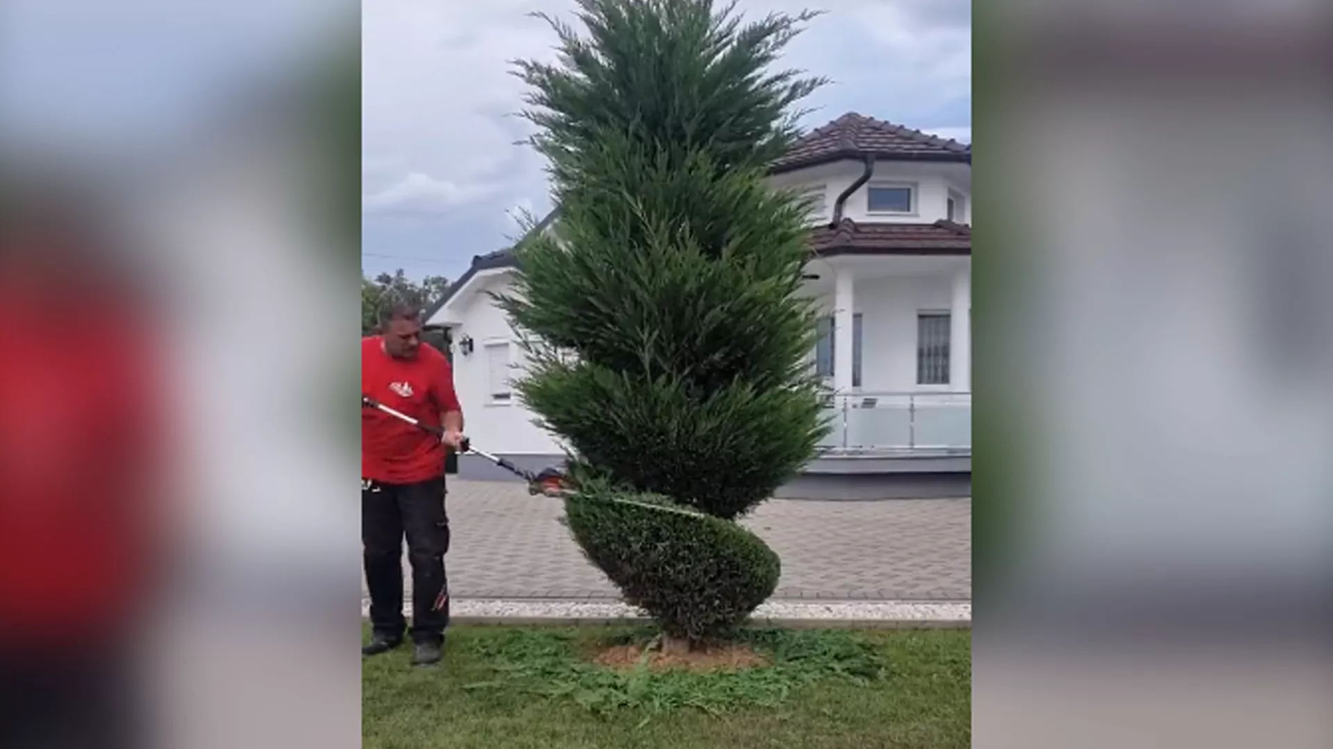 Man Cutting Tree Into Artistic Way Twitter Video Goes Viral