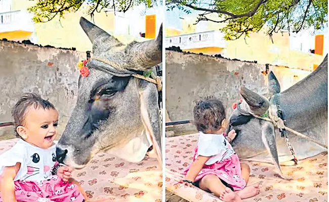 Video Of A Cow Playing With Little Girl Is The Cutest Thing On The Internet - Sakshi