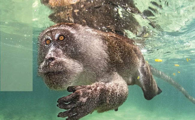Have You Ever Seen Monkeys Swimming In The Ocean - Sakshi