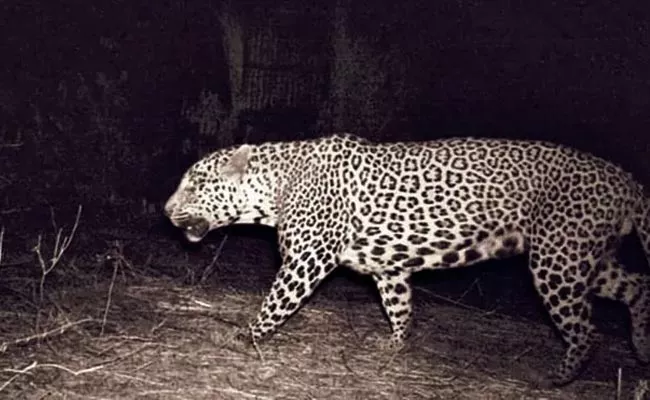forest special search operation for missing cheetah shamshabad