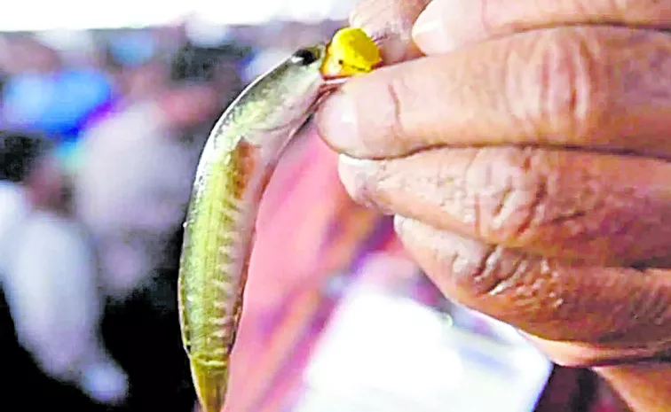 Distribution of Fish Prasad in Hyderabad on 8th