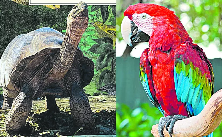 New guests to Visakha Zoo