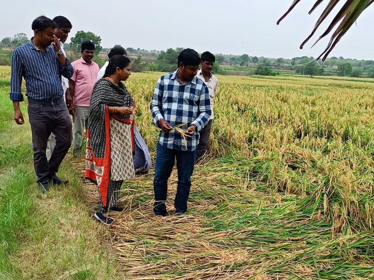 Crops Damage Due to Unexpected Rain in Telangana Photos - Sakshi2