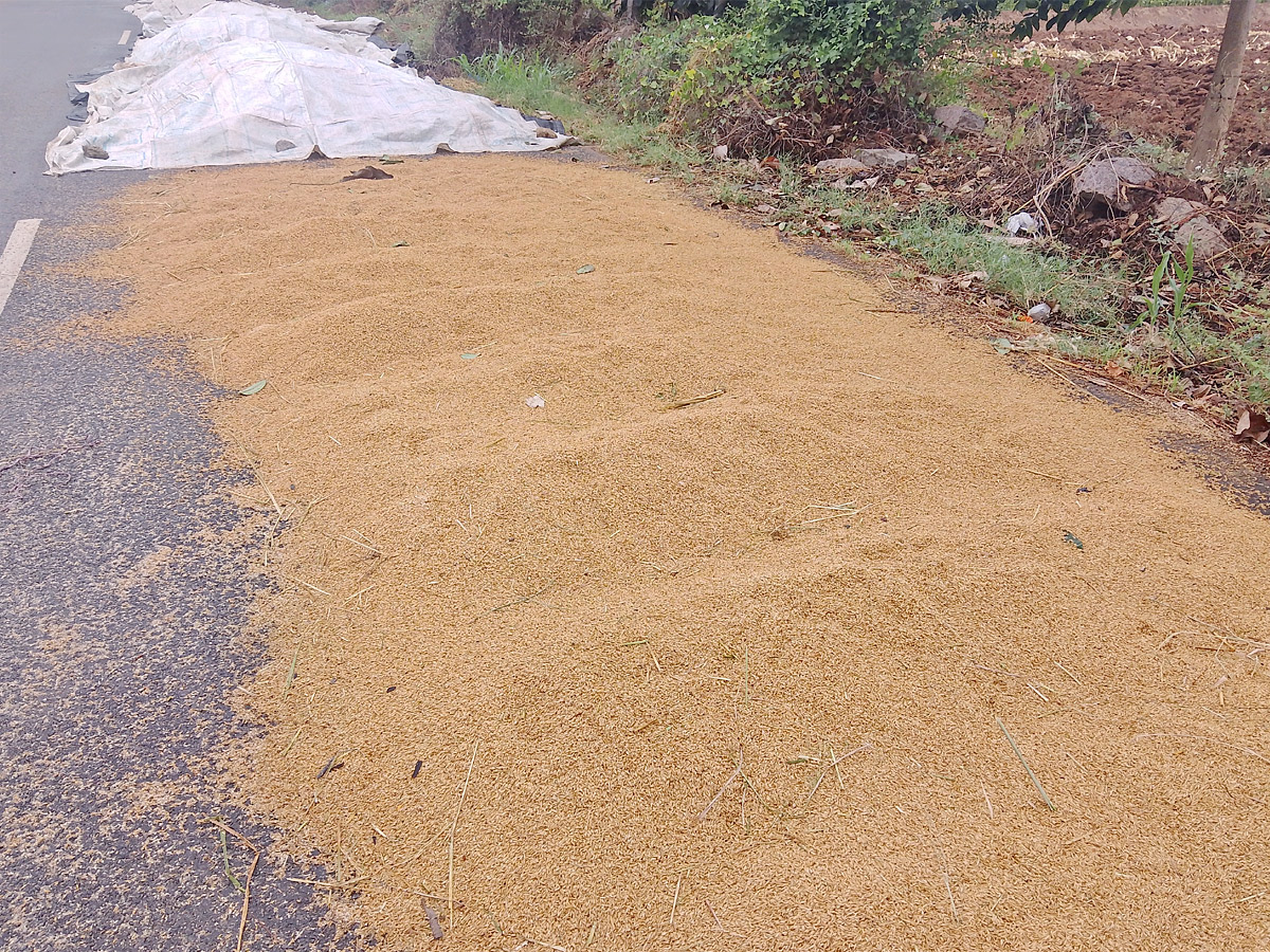 Crops Damage Due to Unexpected Rain in Telangana Photos - Sakshi11