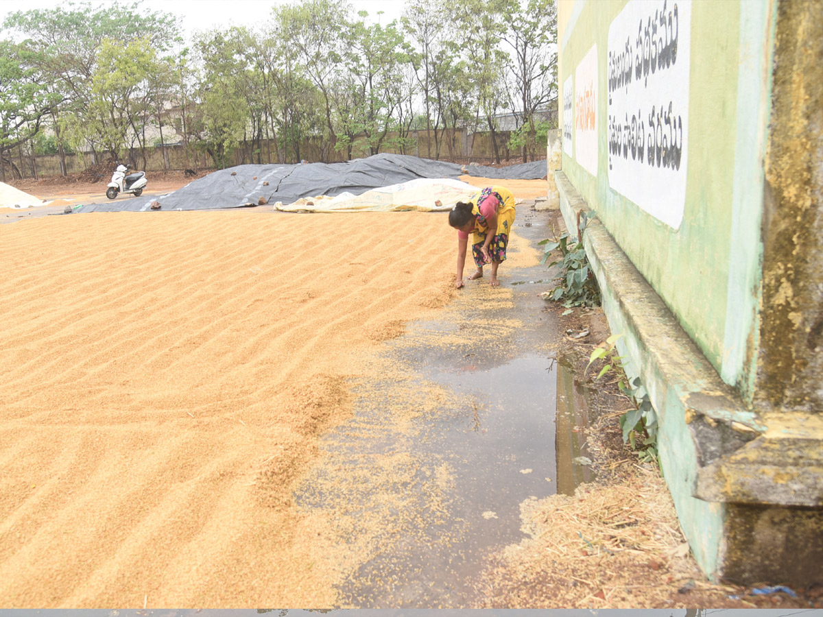 Crops Damage Due to Unexpected Rain in Telangana Photos - Sakshi21