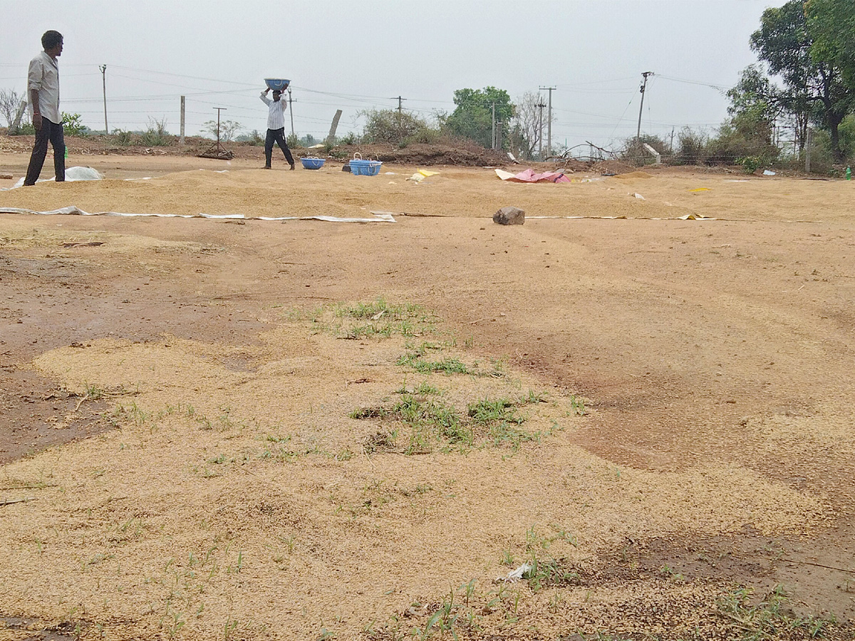 Crops Damage Due to Unexpected Rain in Telangana Photos - Sakshi5