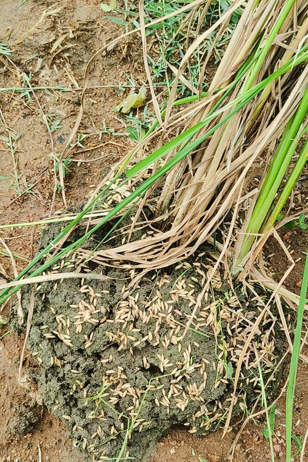 Crops Damage Due to Unexpected Rain in Telangana Photos - Sakshi9