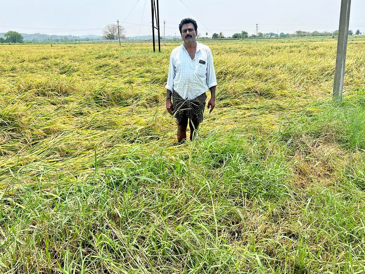 Crops Damage Due to Unexpected Rain in Telangana Photos - Sakshi10